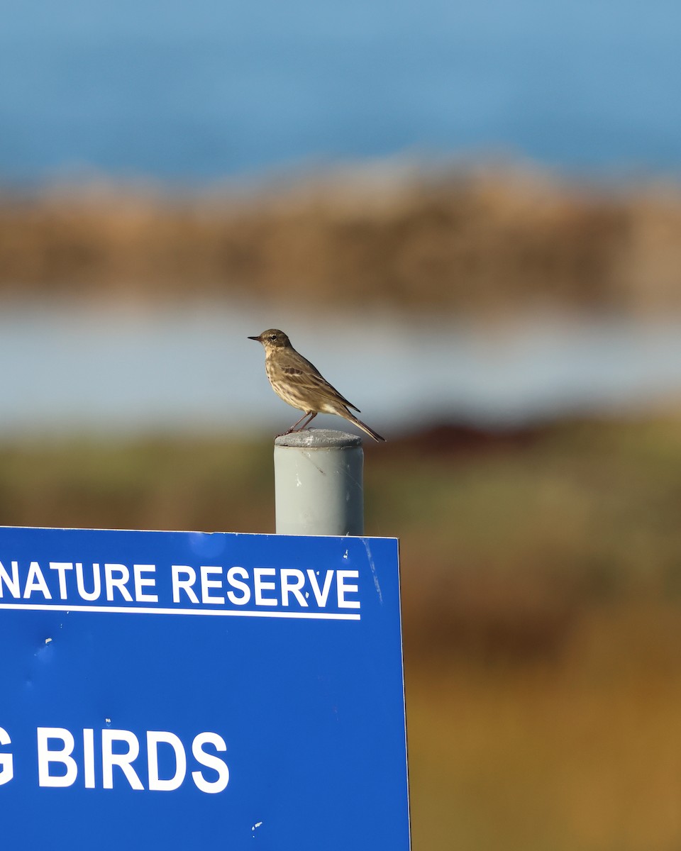 Rock Pipit - ML643971999