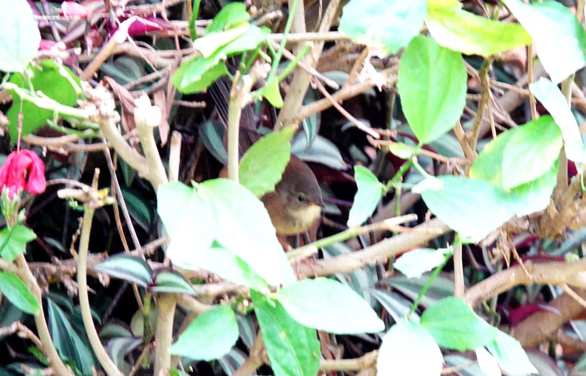 Highland Rush Warbler - ML643972008
