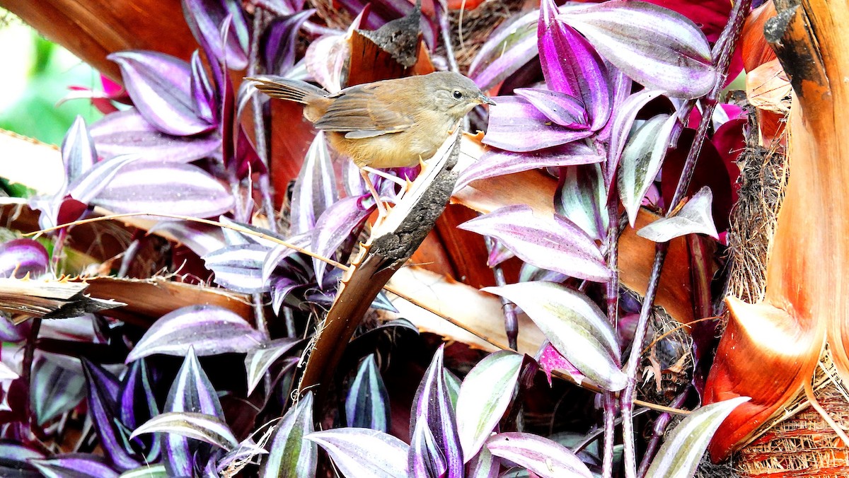 Highland Rush Warbler - ML643972009