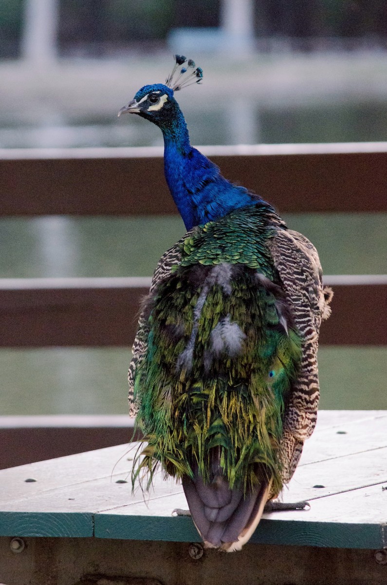 Indian Peafowl (Domestic type) - ML643972014