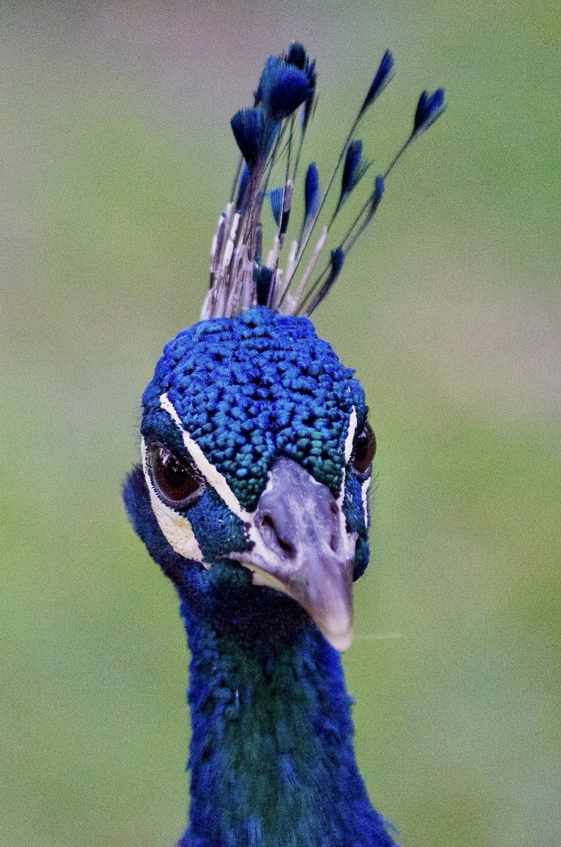 Indian Peafowl (Domestic type) - ML643972015