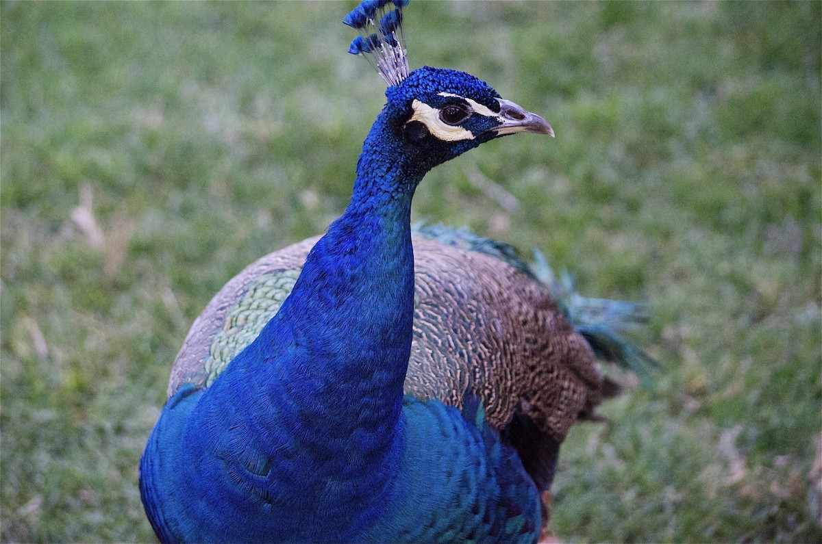 Indian Peafowl (Domestic type) - ML643972016