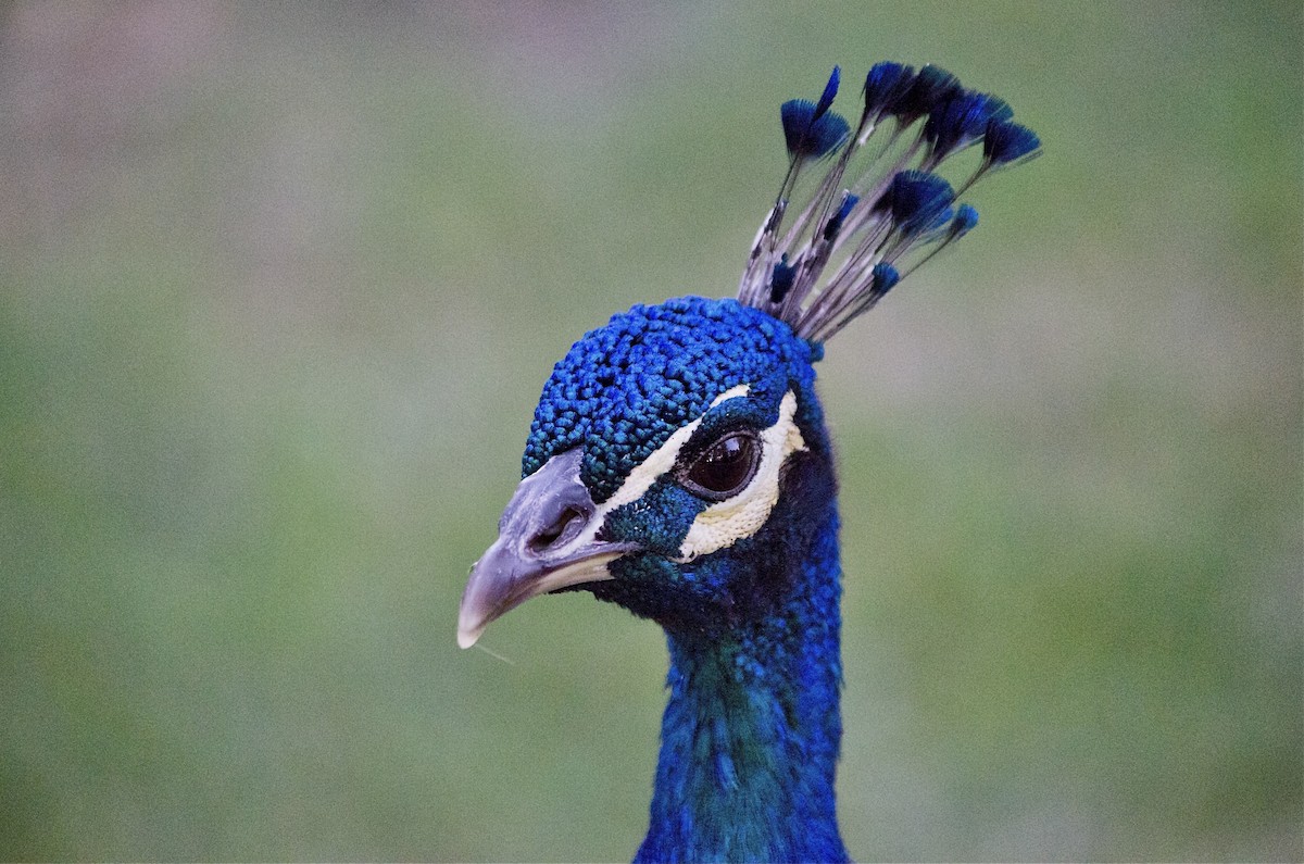 Indian Peafowl (Domestic type) - ML643972017