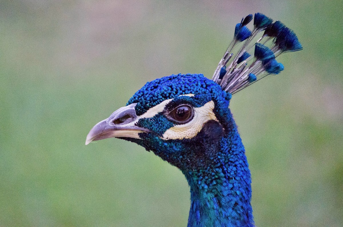 Indian Peafowl (Domestic type) - ML643972018