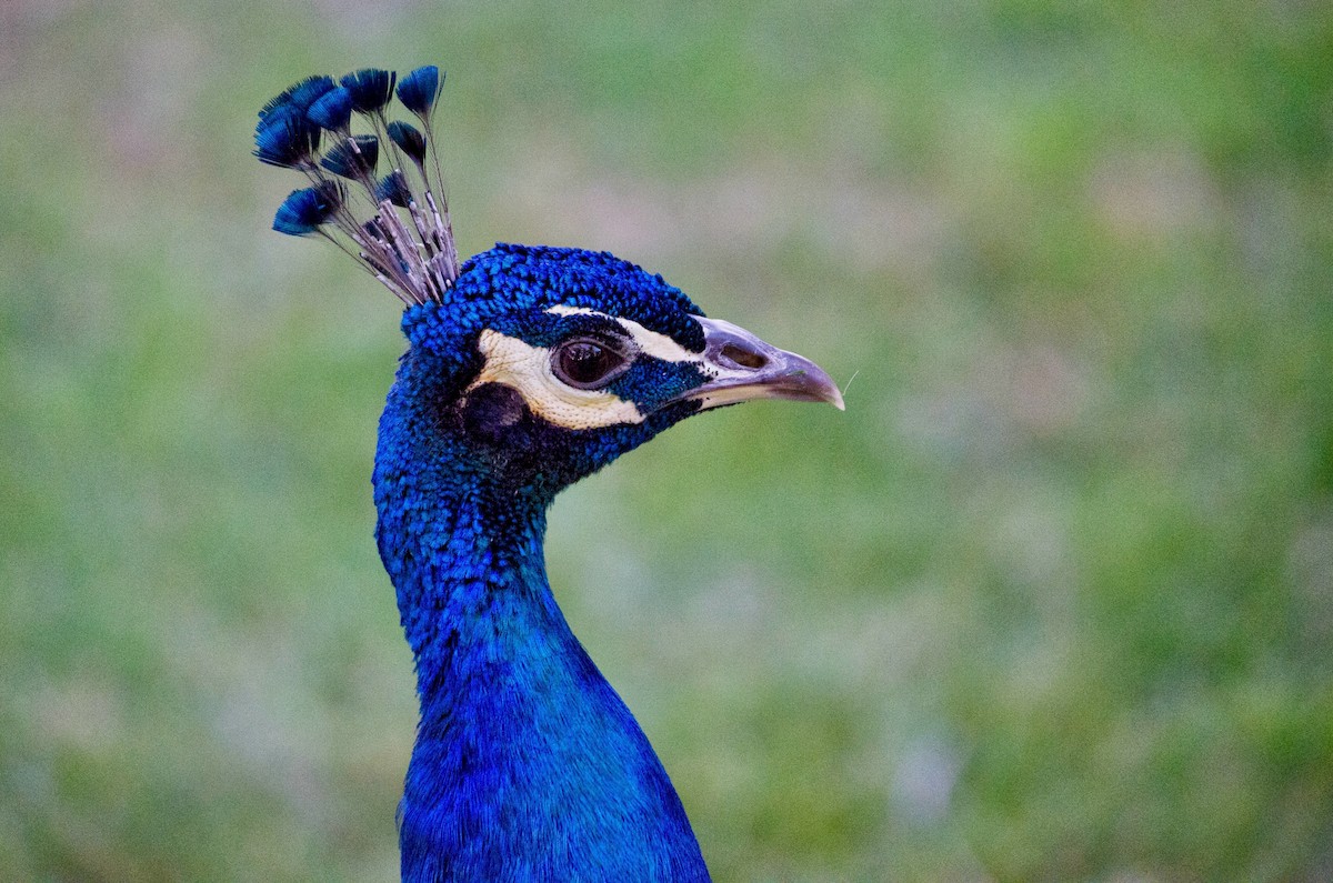 Indian Peafowl (Domestic type) - ML643972019