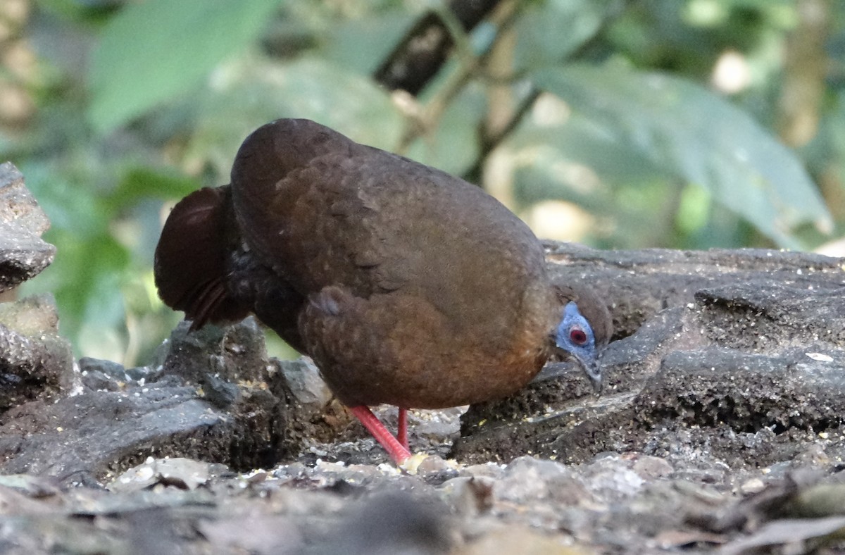 Bulwer's Pheasant - ML643972020