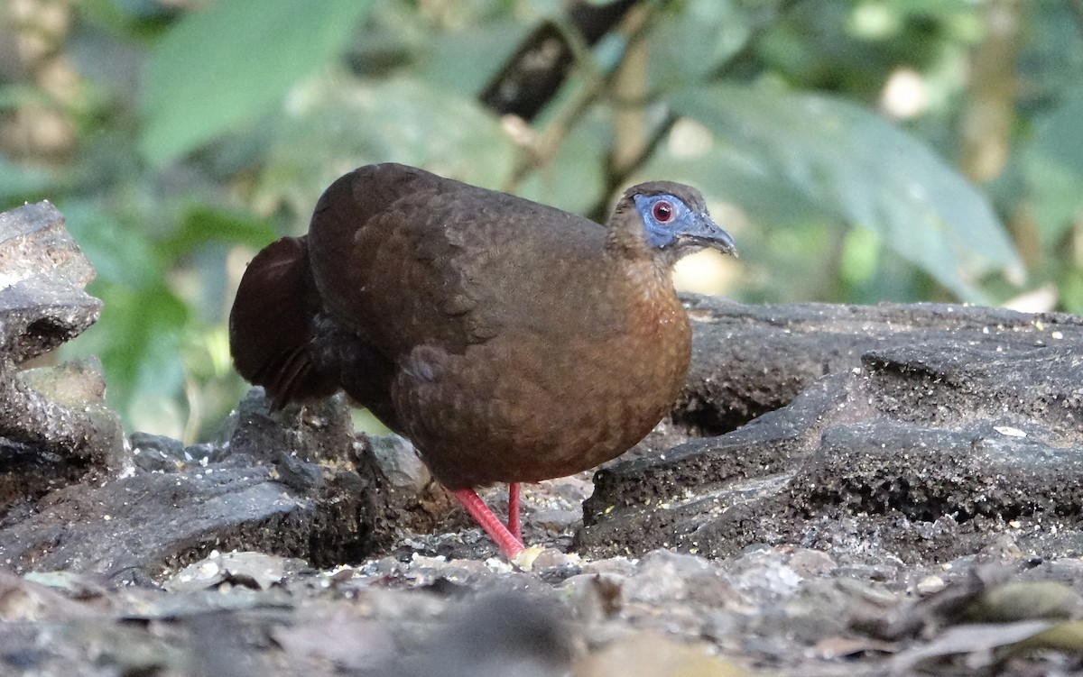 Bulwer's Pheasant - ML643972021