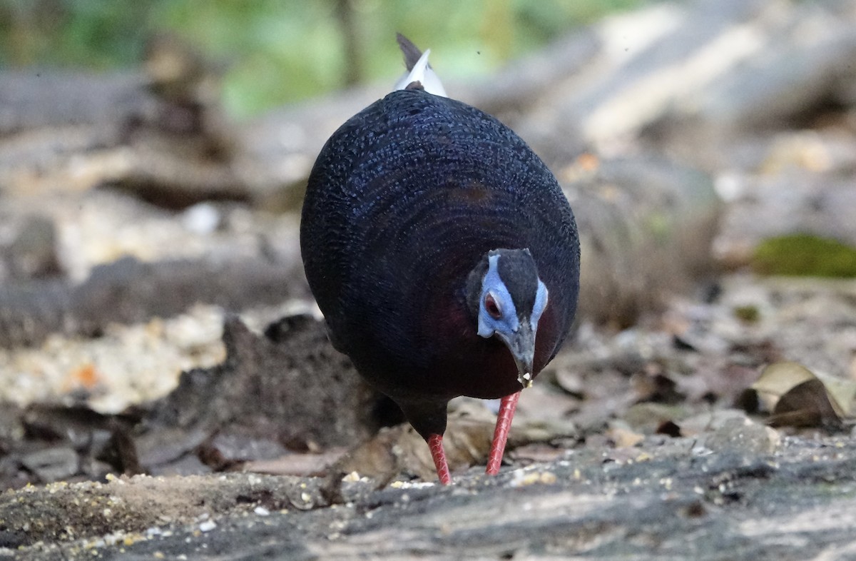 Bulwer's Pheasant - ML643972022