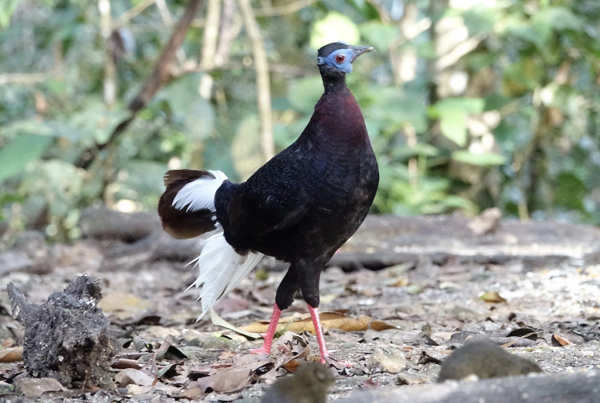 Bulwer's Pheasant - ML643972023