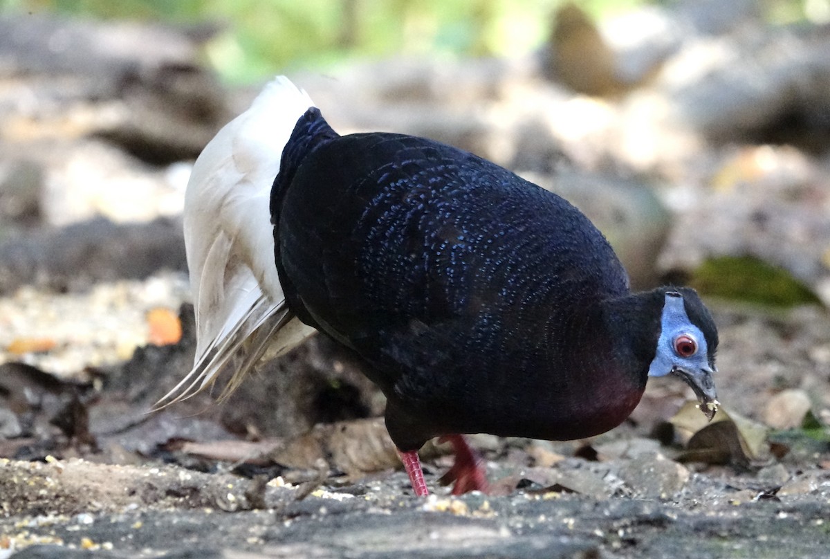Bulwer's Pheasant - ML643972024