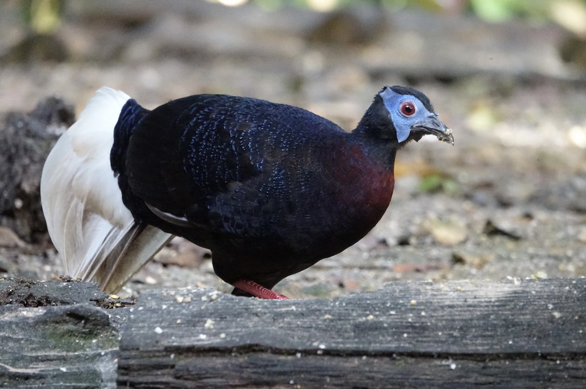 Bulwer's Pheasant - ML643972025
