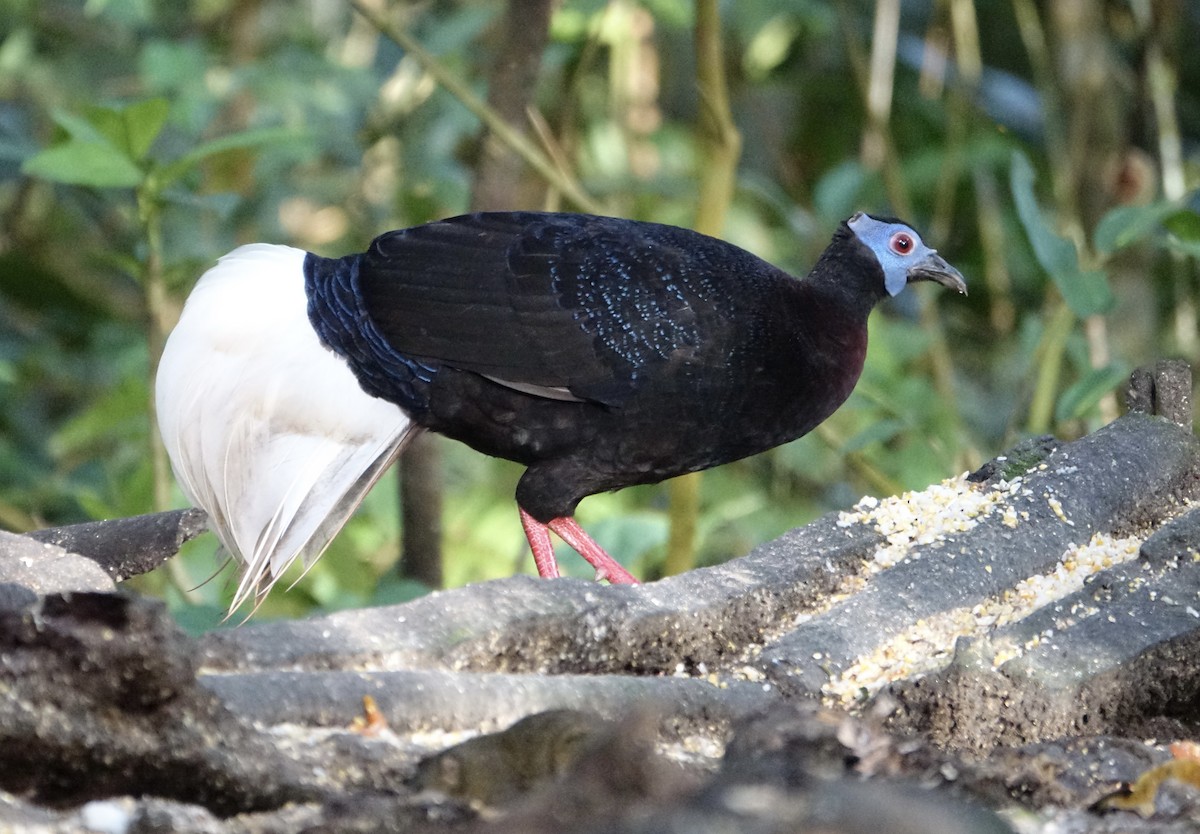 Bulwer's Pheasant - ML643972026