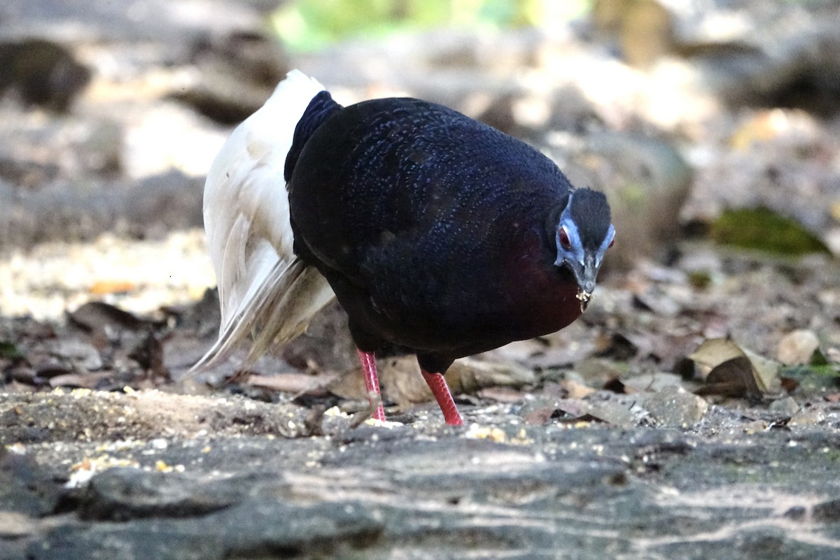 Bulwer's Pheasant - ML643972028