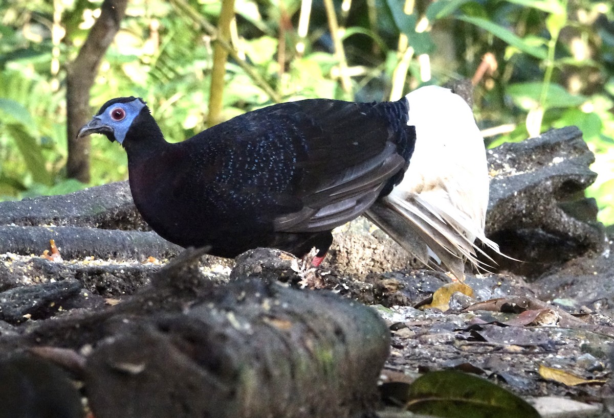Bulwer's Pheasant - ML643972029