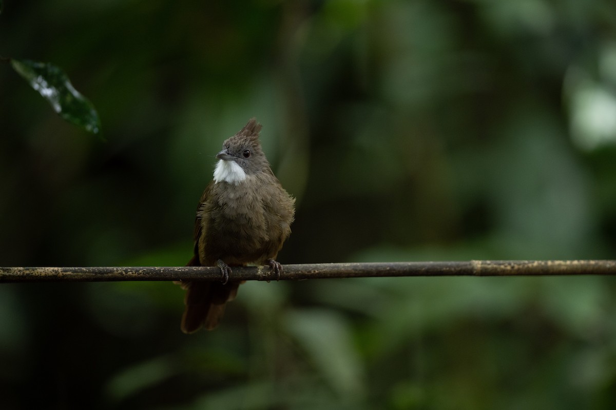 Penan Bulbul - ML643972040