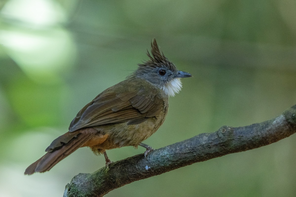 Penan Bulbul - ML643972041