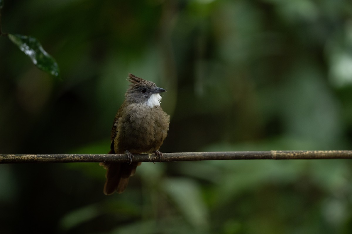 Penan Bulbul - ML643972042