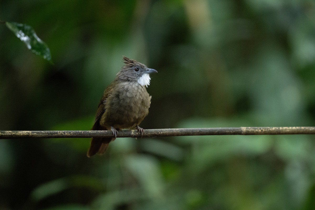 Penan Bulbul - ML643972043