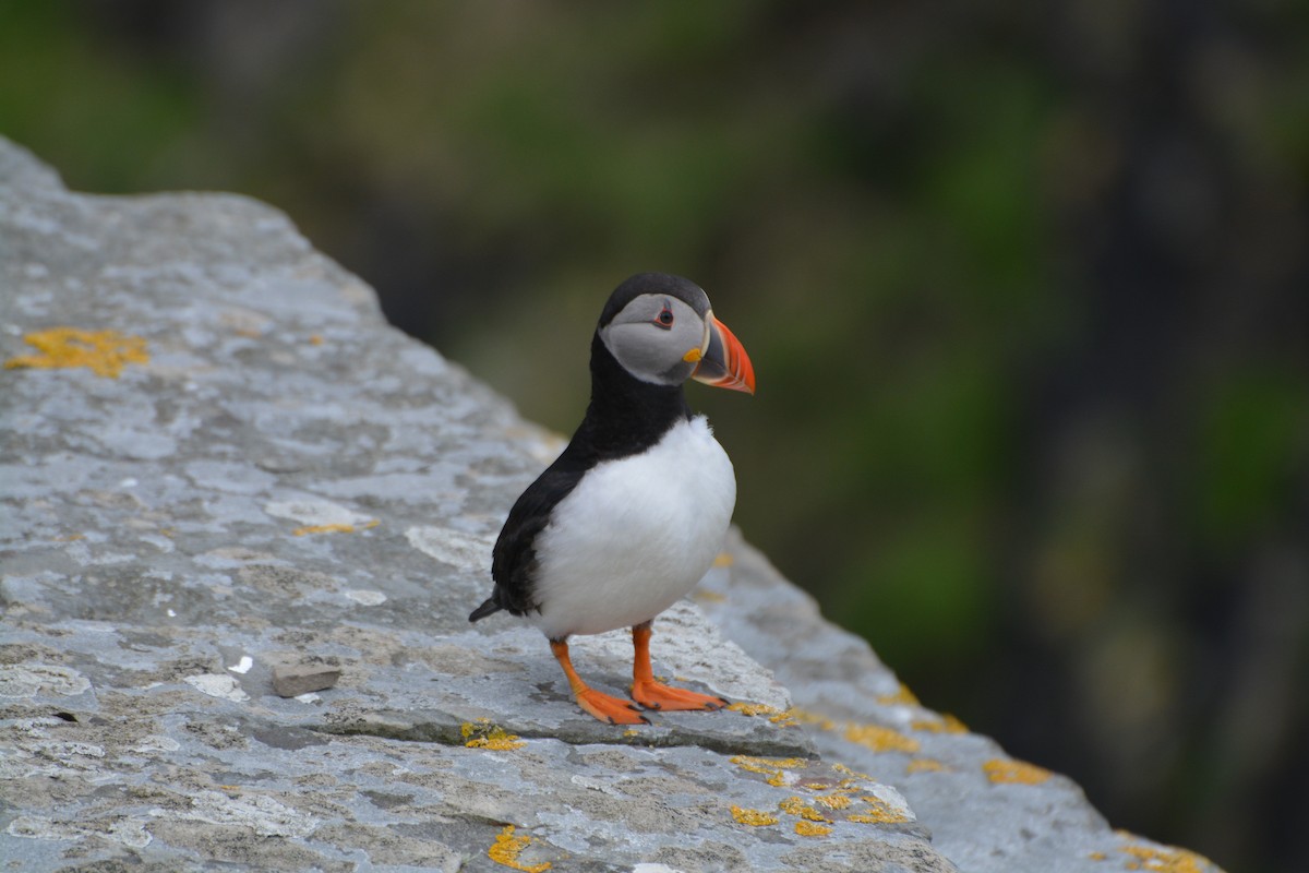 Atlantic Puffin - ML643972052