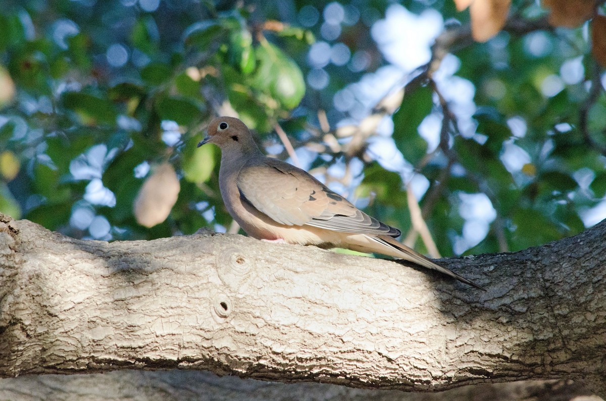 Mourning Dove - ML643972053