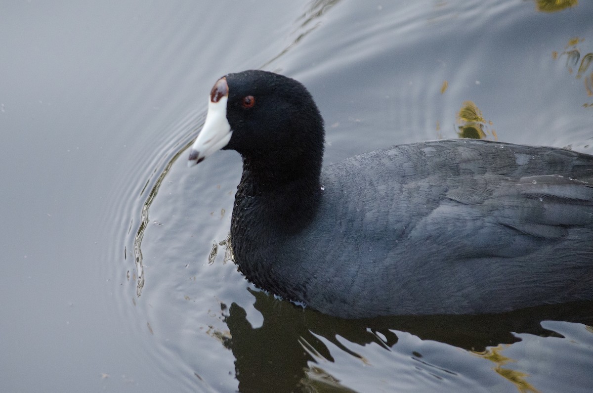 American Coot - ML643972064