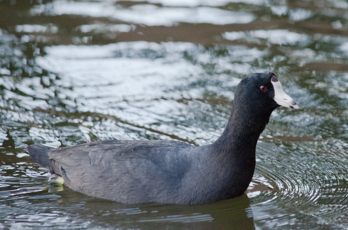 American Coot - ML643972065