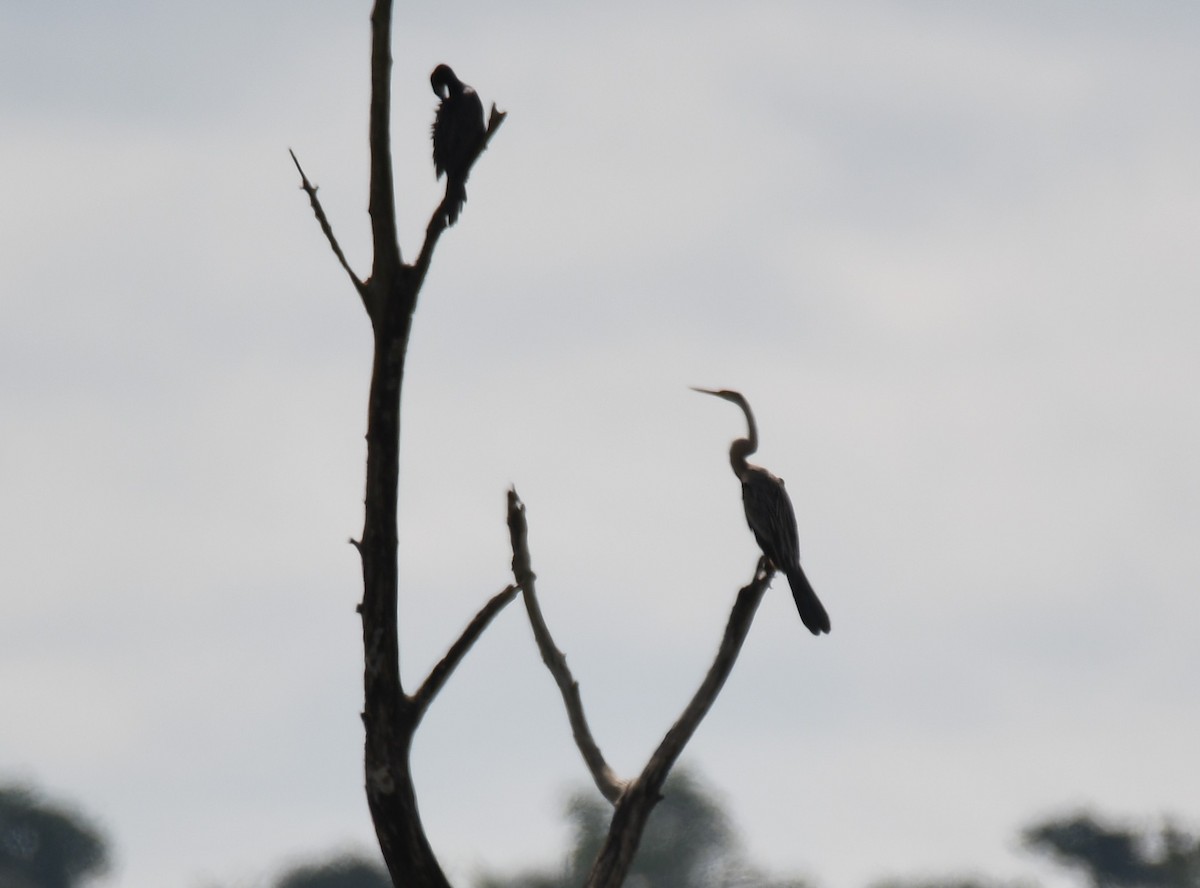 Oriental Darter - ML643972069