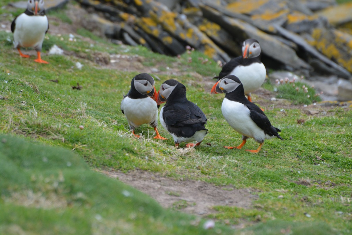 Atlantic Puffin - ML643972072