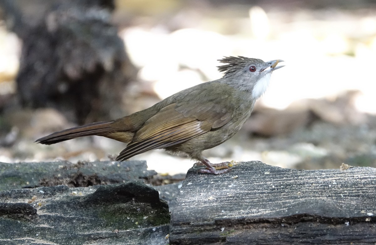 Penan Bulbul - ML643972077