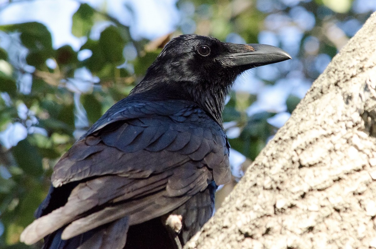 Common Raven - ML643972078