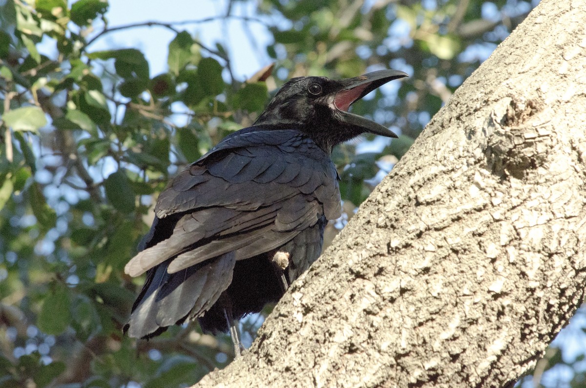 Common Raven - ML643972079