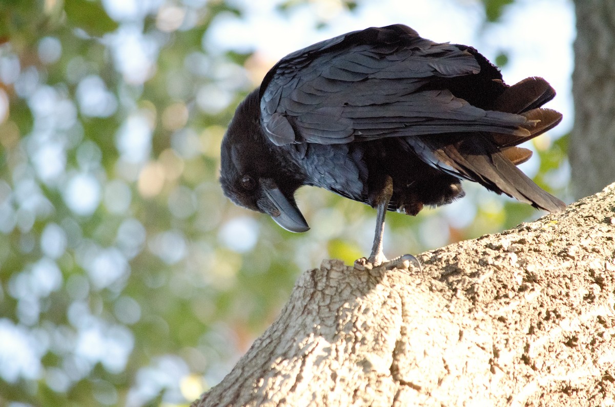 Common Raven - ML643972080