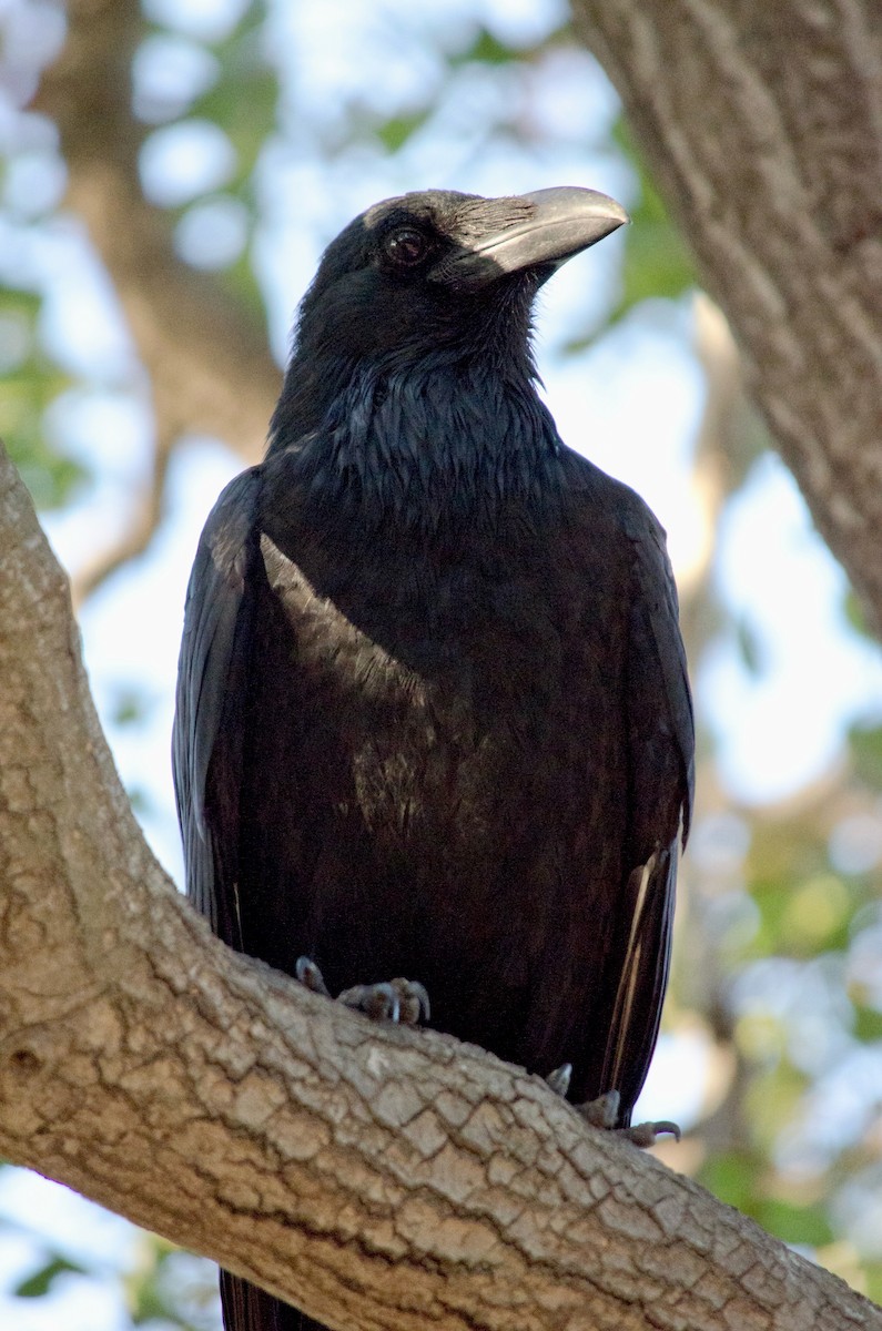 Common Raven - ML643972081