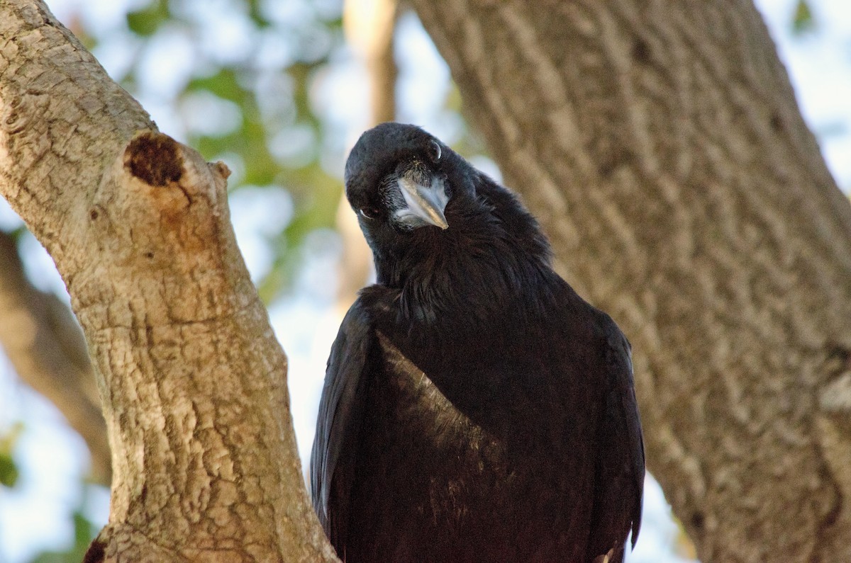 Common Raven - ML643972082