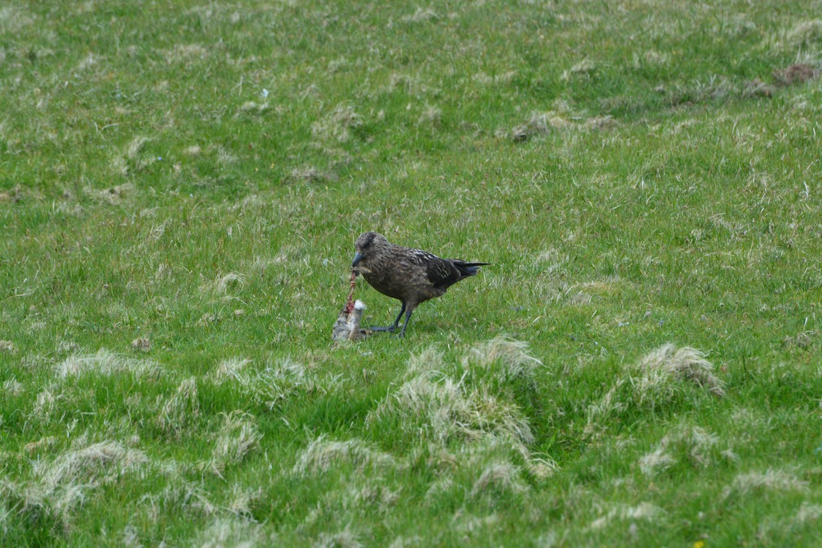 Great Skua - ML643972091