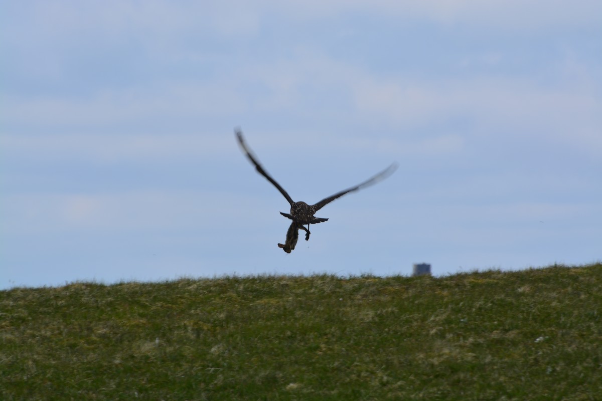 Great Skua - ML643972095