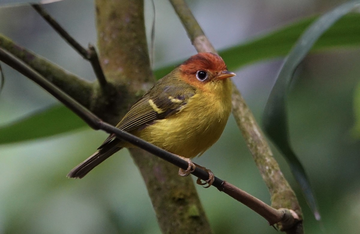 Yellow-breasted Warbler - ML643972099