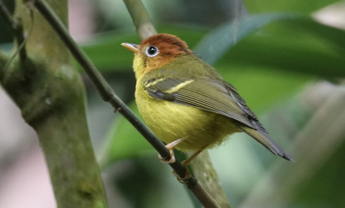 Yellow-breasted Warbler - ML643972100