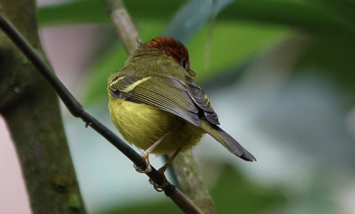 Yellow-breasted Warbler - ML643972101