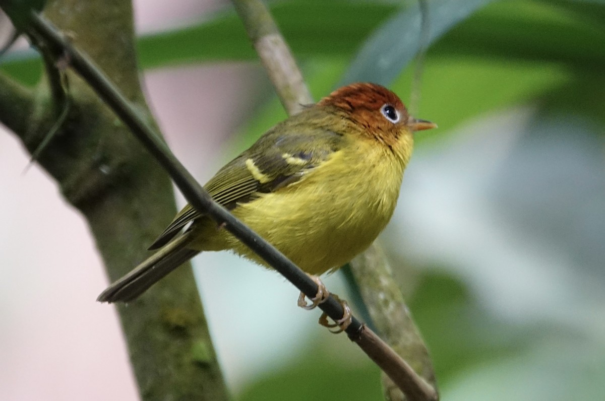 Yellow-breasted Warbler - ML643972102