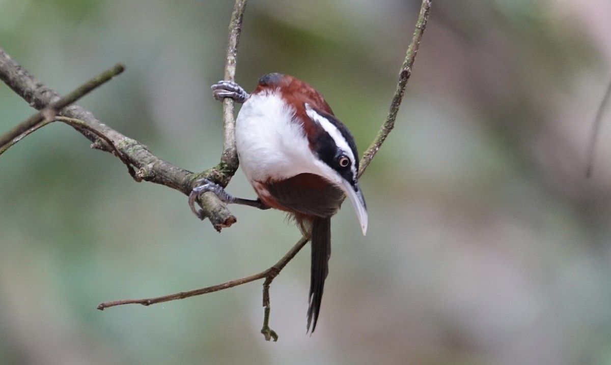 Sunda Scimitar-Babbler - ML643972107