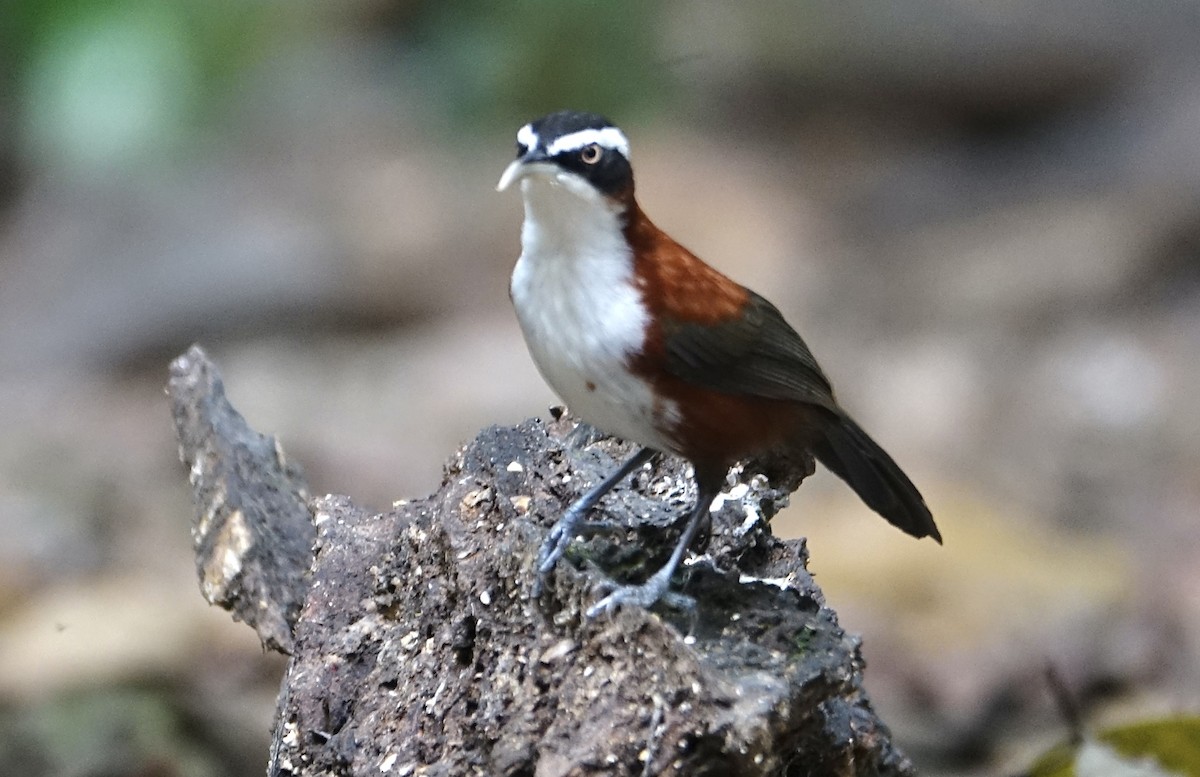 Sunda Scimitar-Babbler - ML643972108