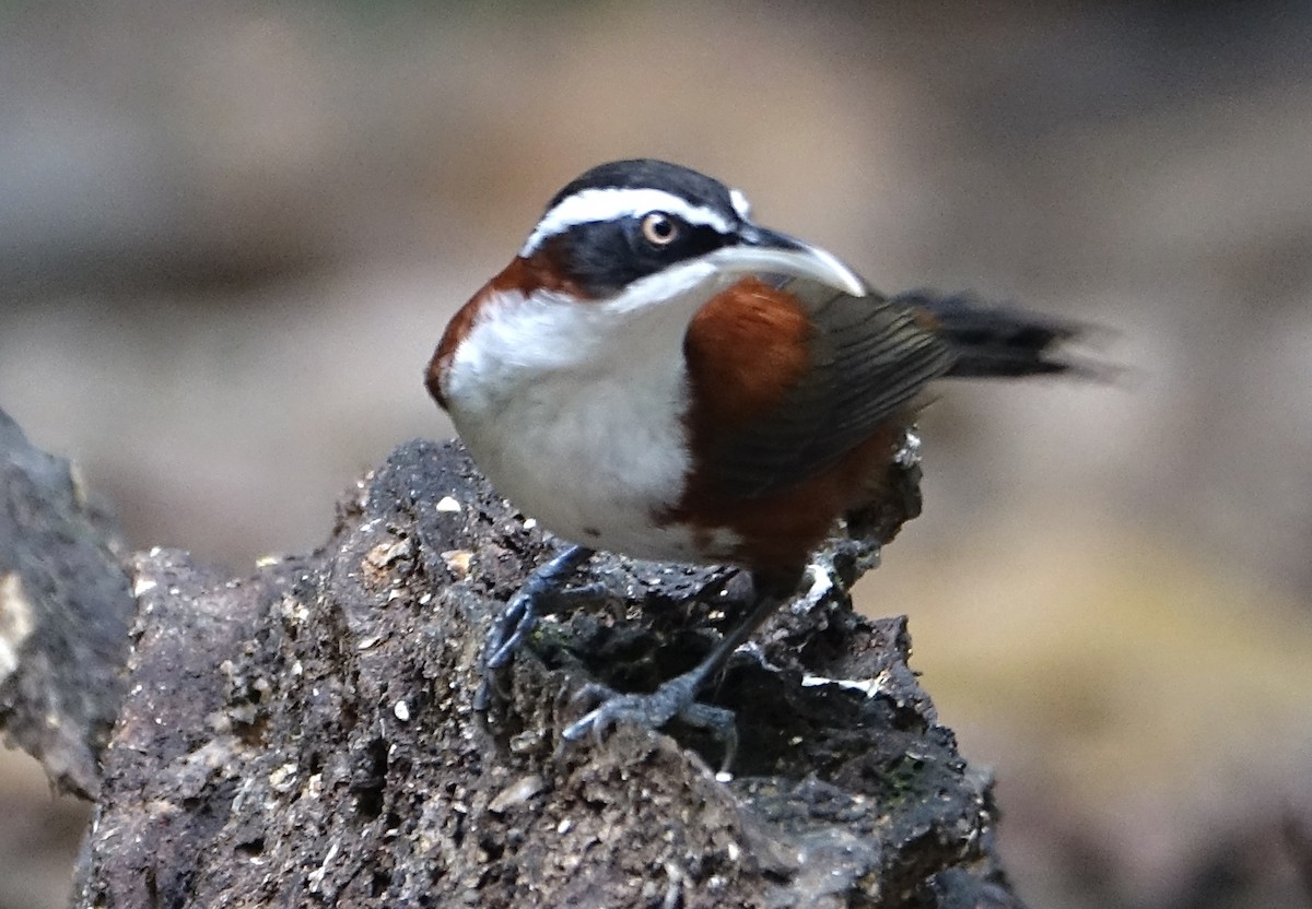 Sunda Scimitar-Babbler - ML643972109