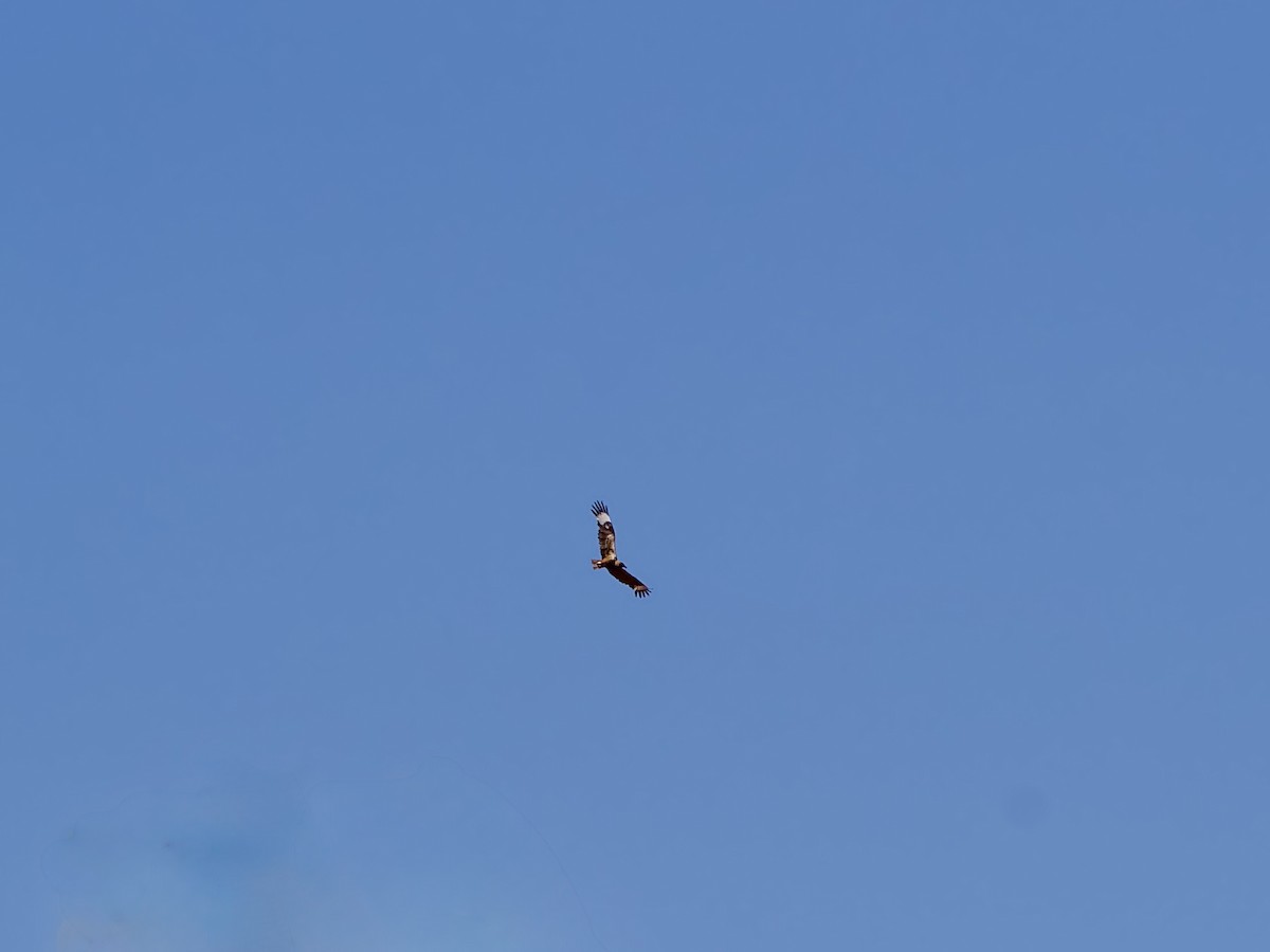 Black-breasted Kite - ML643972130