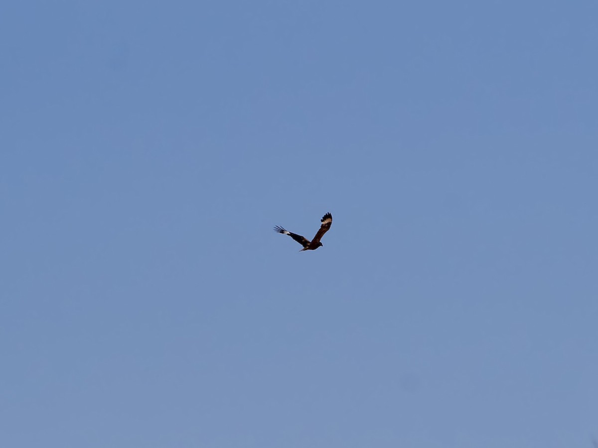 Black-breasted Kite - ML643972131