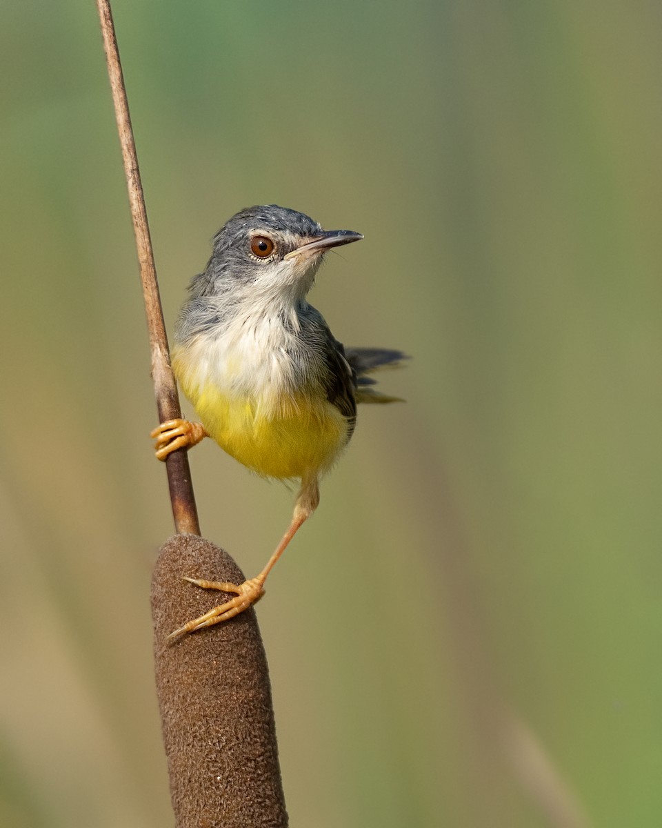 gulbukprinia - ML643972186