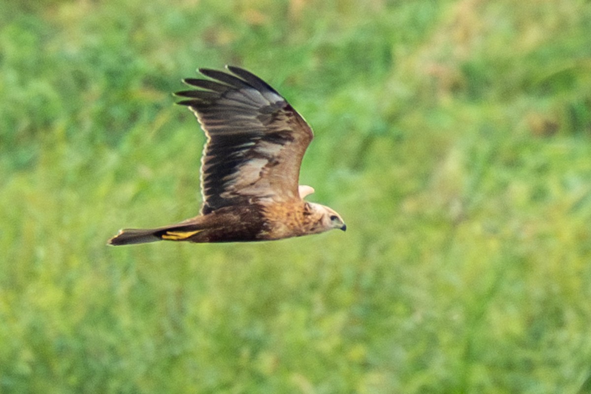 østsivhauk - ML643972191