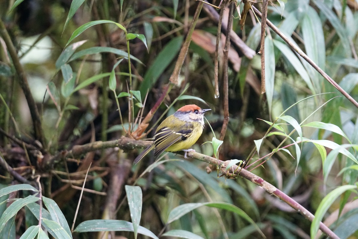 Rufous-crowned Tody-Flycatcher - ML643972210