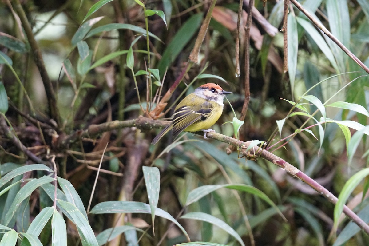 Rufous-crowned Tody-Flycatcher - ML643972212