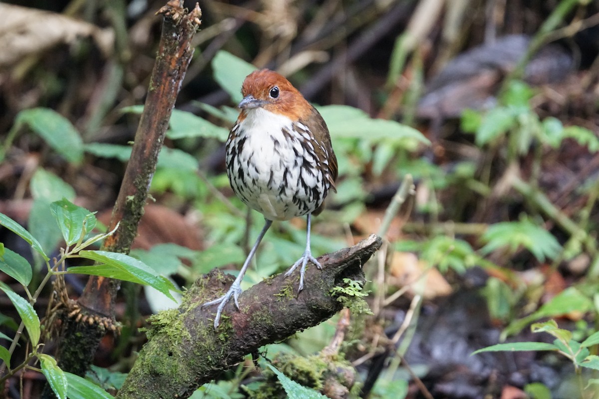 Мурашниця рудоголова - ML643972213